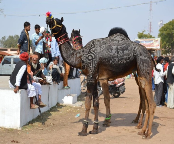 Nagaur Cattle
